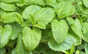 Fresh lemon balm leaves — calming botanical from the mint family used in Yu Sleep